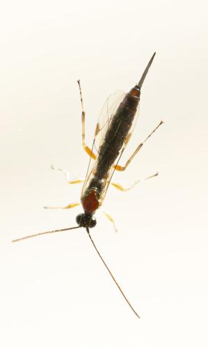 Tromatobia lineatoria